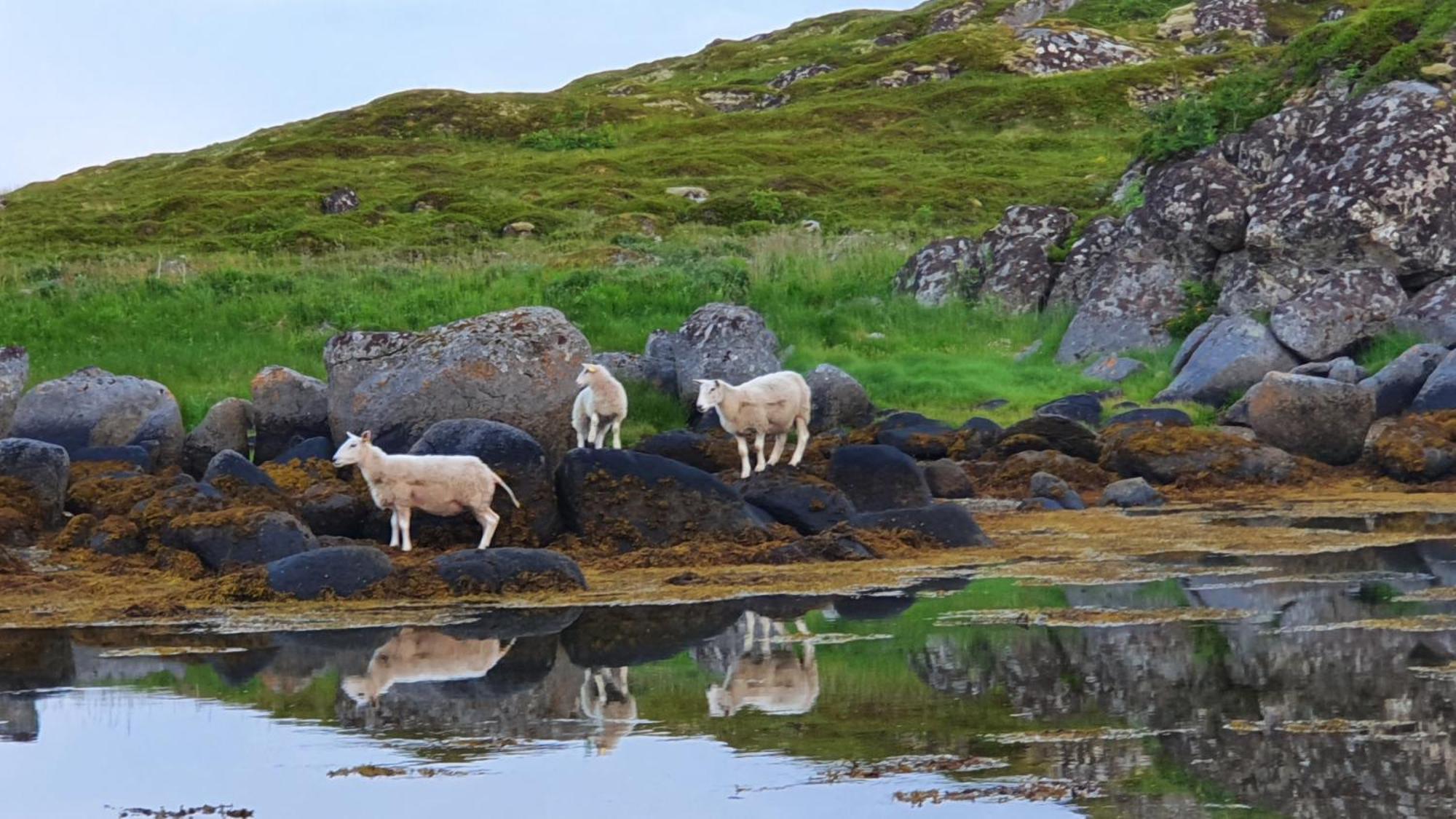 Lofoten Seaside บอลสตาด ภายนอก รูปภาพ